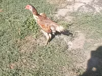 Chickens — Foto 3