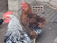 Chickens — foto 2