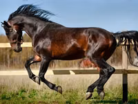 კვიცი, Horse breed — ფოტო 5