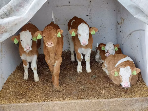 Buqa, Simmental cattle