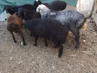 Baran, Arabi sheep — zdjęcie 8