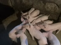 Мегежін, Шошқалар — 1-сурет