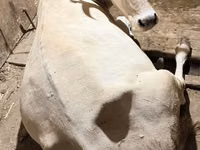 Krowa, Ukrainian Brown Dairy Cattle — zdjęcie 1