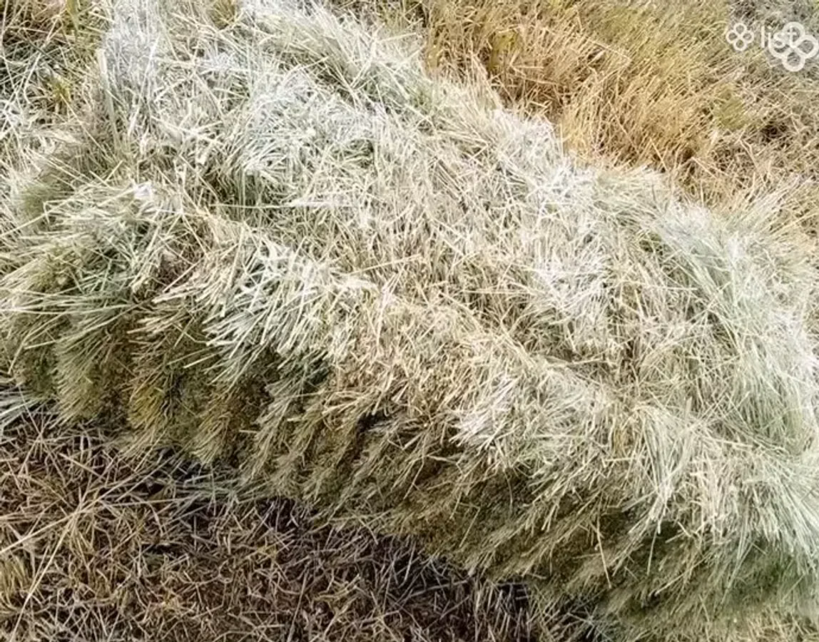 Խոտի տուկ անասնակեր