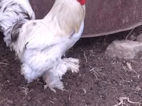 Brahma — zdjęcie 2