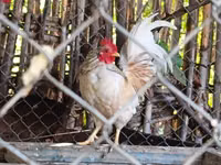 Chickens — photo 2