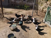 Ducks — फ़ोटो 2