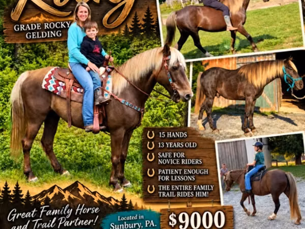 حصان, Rocky Mountain Horse