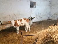牛只（批次，未指定性别）, Simmental cattle — 照片 1