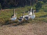 Geese — 写真 1