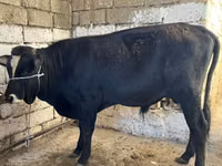 Krava, Russian Black pied cattle — foto 6