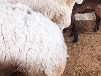 Brebis, Moutons — photo 1