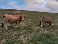 Krowa, Aubrac cattle — zdjęcie 2