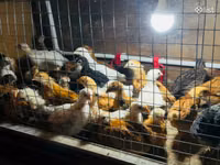 Chickens — foto 7