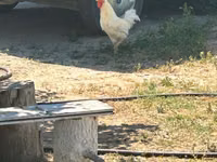 Turkeys — Foto 3