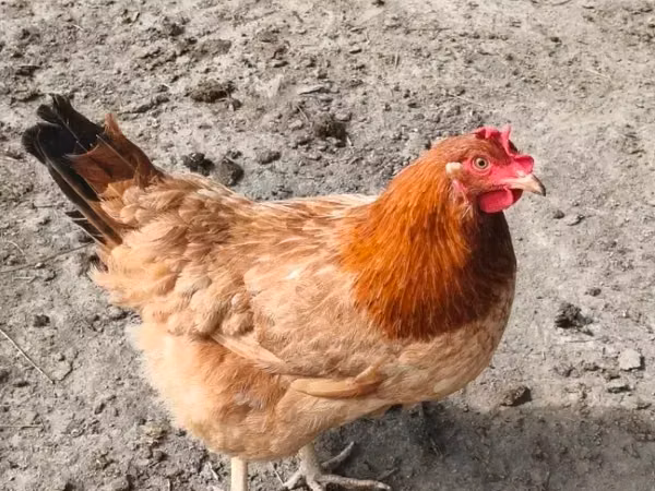 Chickens