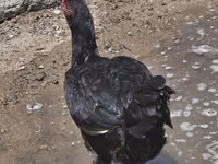 Chickens — foto 4