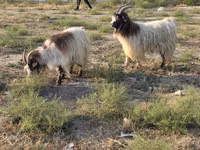 Koza, Kozy — foto 3
