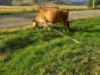 Kuh, Rinder — Foto 5