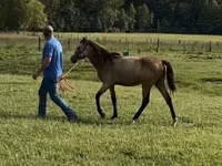 Klisna, Rocky Mountain Horse — foto 7