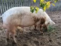 Eber, Schweine — Foto 3