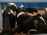 Boğa, Russian Black pied cattle — foto 4