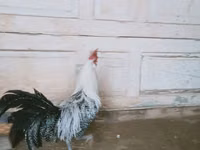 ब्रेकल — फ़ोटो 5