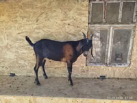 Boucs, Nubian Goat — photo 1