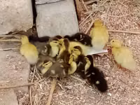 Ducks — zdjęcie 2