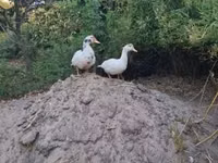 Ducks — Foto 6