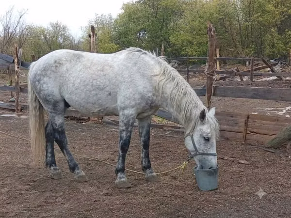 Aygır, Percheron