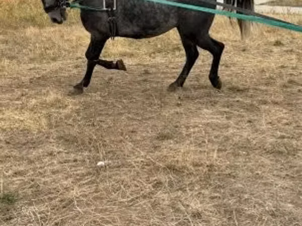 Otlar (partiya, jinsi ko‘rsatilmagan), Lipizzaner