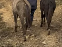 Jument, Rocky Mountain Horse — photo 3