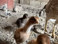 Chickens — foto 1