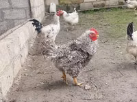 Chickens — zdjęcie 4