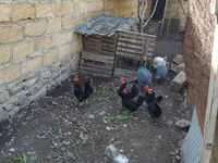 Chickens — 写真 1