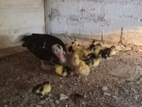Ducks — الصورة 8