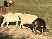 Koza, Saanen goat — zdjęcie 1