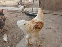 Brahma — foto 1