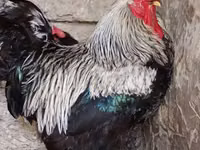 Chickens — foto 2