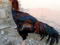 Chickens — zdjęcie 2