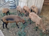 भेड़, Cameroon sheep — फ़ोटो 2