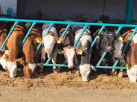 Buqa, Simmental cattle — 1-rasm