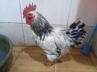Chickens — 写真 2