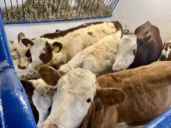 Krowa, Simmental cattle