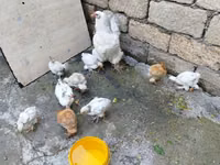 Chickens — Foto 2