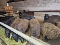 Koç, Edilbay sheep — foto 2