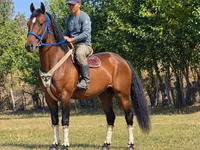 At, Kyrgyz Horse — foto 1