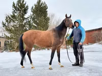 Stute, Akhal-Teke — Foto 2