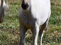 فرس, Quarter Horse — الصورة 2